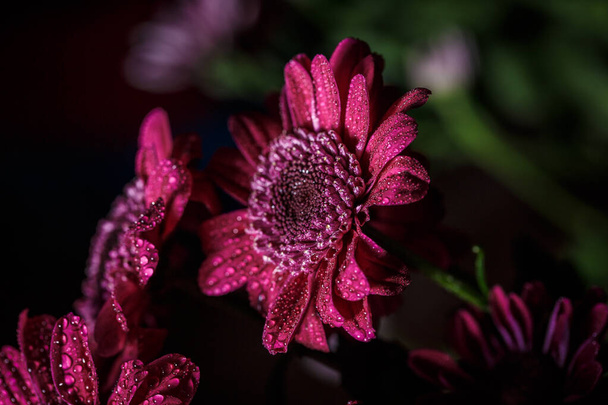 Beautiful purple fresh chrysanthemums with dew drops after rain on the petals that bloomed in the summer - Фото, зображення