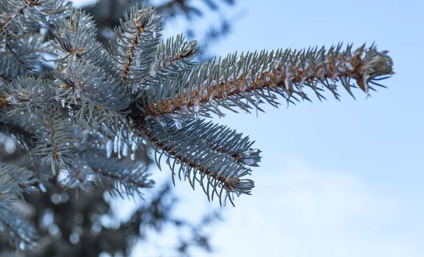 des glaçons se forment sur les branches de l'épinette bleue après une tempête de verglas en hiver contre le ciel
 - Photo, image