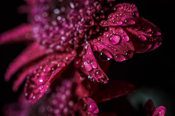 Beautiful purple fresh chrysanthemums with dew drops after rain on the petals that bloomed in the summer - Photo, Image