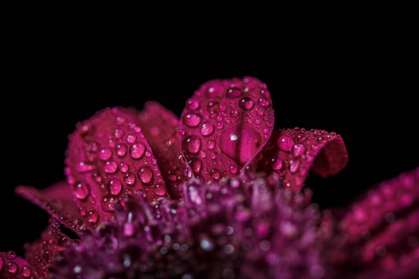 Beautiful purple fresh chrysanthemums with dew drops after rain on the petals that bloomed in the summer - Foto, immagini
