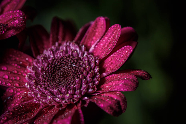 Beautiful purple fresh chrysanthemums with dew drops after rain on the petals that bloomed in the summer - Fotografie, Obrázek