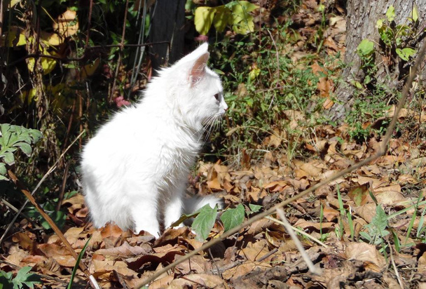bianco gattino passeggiate nel giardino d'autunno
 - Foto, immagini