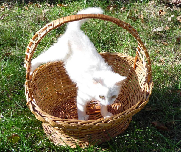 gatinho branco em uma cesta em um gramado
 - Foto, Imagem