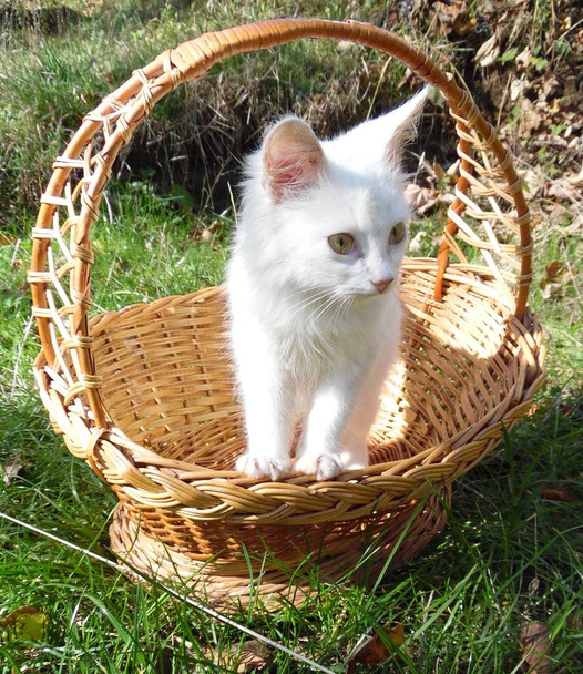 gatinho branco em uma cesta em um gramado
 - Foto, Imagem
