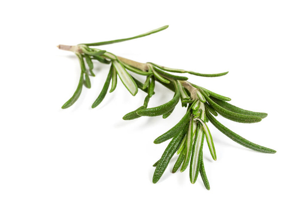 Stem of fresh rosemary close-up in selective focus - Photo, Image