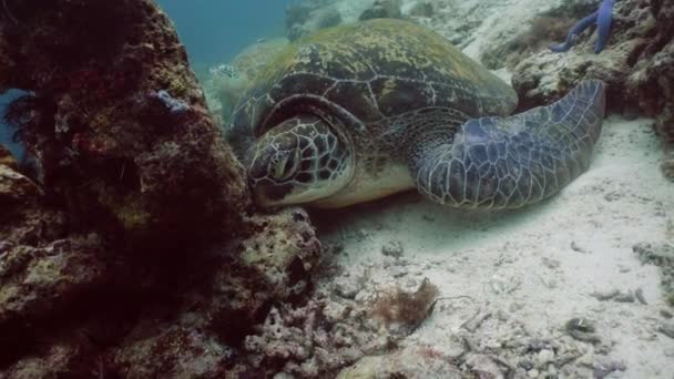 Filipinler 'de Yeşil Deniz Kaplumbağası. - Video, Çekim
