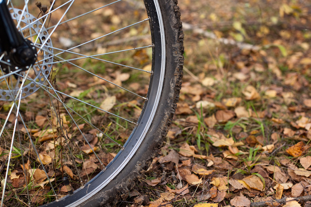 Bicycle wheel at the fall foliage - 写真・画像
