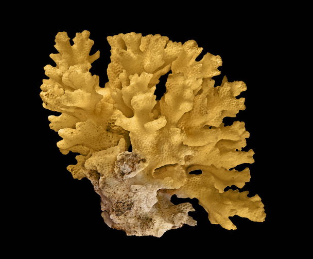 Coral aislado sobre fondo negro - Foto, imagen