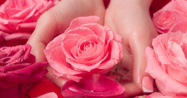 Spa Salon: Beautiful Female Hands with French Manicure in the Bowl of Water with Pink Roses and Rose Petals. - Фото, зображення