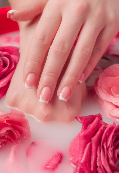 Lázeňský salon: Krásné ženské ruce s francouzskou manikúrou v misce vody s růžovými růžovými růžemi a okvětními lístky růží. - Fotografie, Obrázek