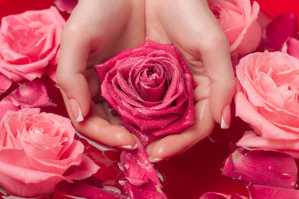 Salon Spa: Piękne żeńskie ręce z francuskim Manicure w misce wody z różowymi różami i płatkami róż. - Zdjęcie, obraz