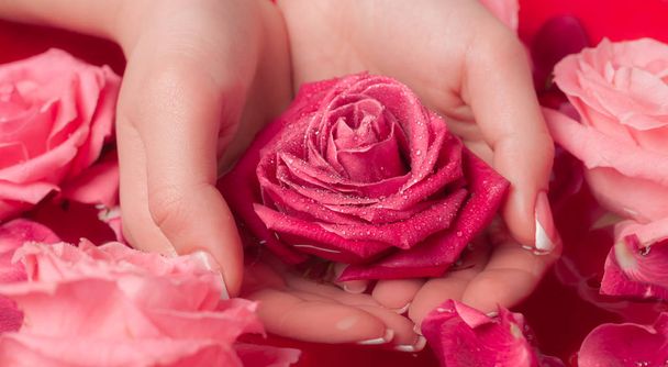 Salón de Spa: Hermosas manos femeninas con manicura francesa en el tazón de agua con rosas rosadas y pétalos de rosa
. - Foto, Imagen