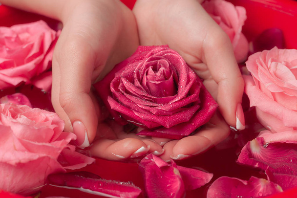 Spa Salon: Beautiful Female Hands with French Manicure in the Bowl of Water with Pink Roses and Rose Petals. - Foto, Imagem