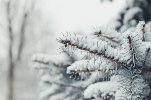 Beautiful Christmas Background with fresh fir tree. Merry Christmas and happy New Year greeting background. - Valokuva, kuva