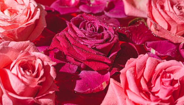 Gemme da primo piano rosa Rosa con gocce d'acqua e petali
. - Foto, immagini