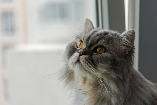 Puszysty szkocki kot siedzi na oknie - Zdjęcie, obraz