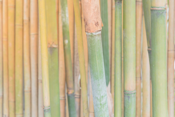 Bâtons de bambou vert DOF peu profonds dans la forêt asiatique
 - Photo, image