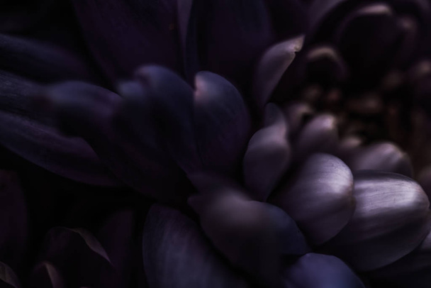 Purple daisy flower petals in bloom, abstract floral blossom art - Foto, Bild