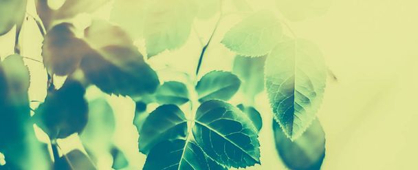 Πράσινα φύλλα ως αφηρημένη vintage φόντο της φύσης, φυτικά folia - Φωτογραφία, εικόνα