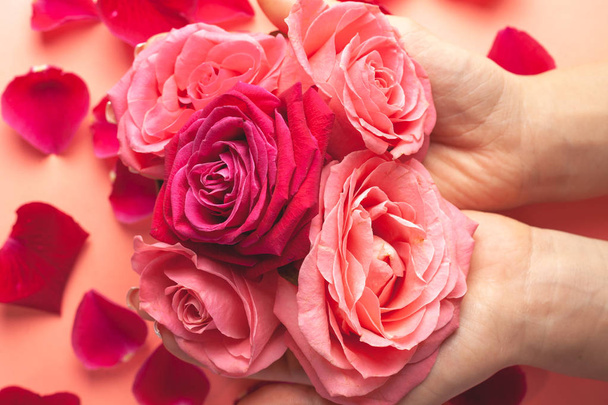 Dívčí ruce drží mnoho pupenů růží. Detailní fotografie růžových pupenů. - Fotografie, Obrázek
