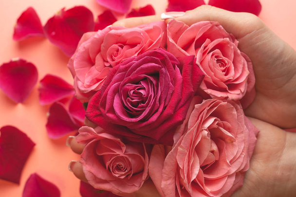 Girls hands hold many buds of roses. Close-up photo of rosebuds. - Photo, Image
