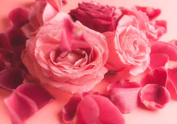 Close-up photograph of pink Rose buds. Stock photo for a card. - 写真・画像