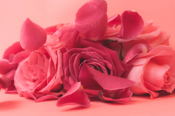 Κοντινή φωτογραφία του ροζ μπουμπούκια τριαντάφυλλου. Στοκ φωτογραφία για μια κάρτα. - Φωτογραφία, εικόνα