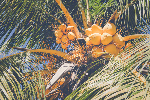 Trinidadissa, Kuubassa. Kookos eksoottisella rannalla palmuenterolla
 - Valokuva, kuva