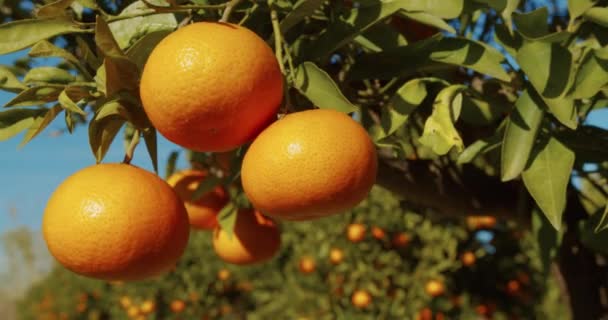 Πορτοκαλιές με ώριμα φρούτα στη φυτεία. - Πλάνα, βίντεο
