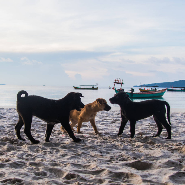 Tres lindos cachorros jugando en la playa
 - Foto, Imagen