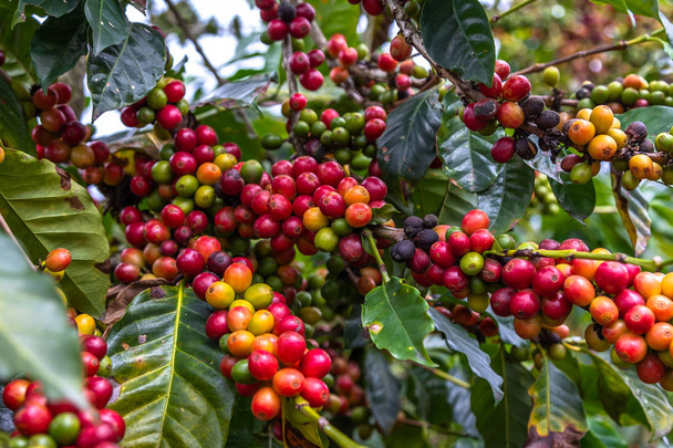 Granos de café en árboles
 - Foto, Imagen