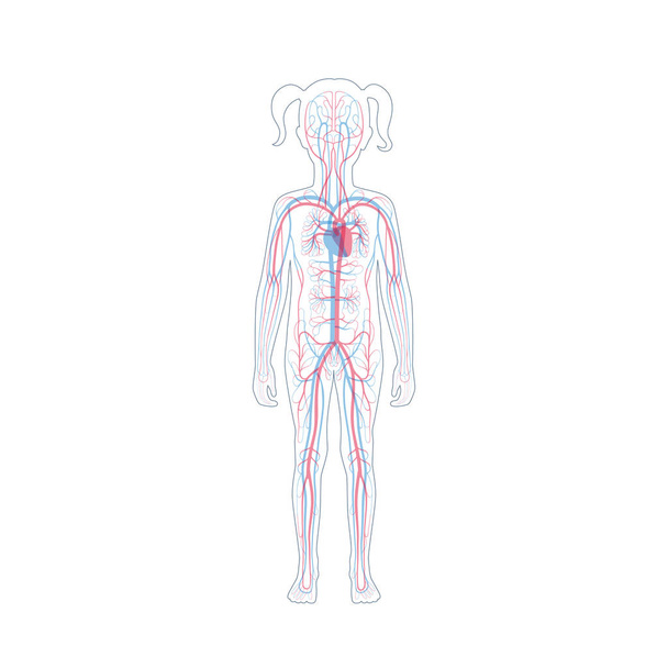 Anatomía del sistema circulatorio
 - Vector, Imagen