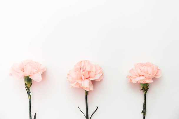 Three pink carnations isolated on white background - Fotoğraf, Görsel