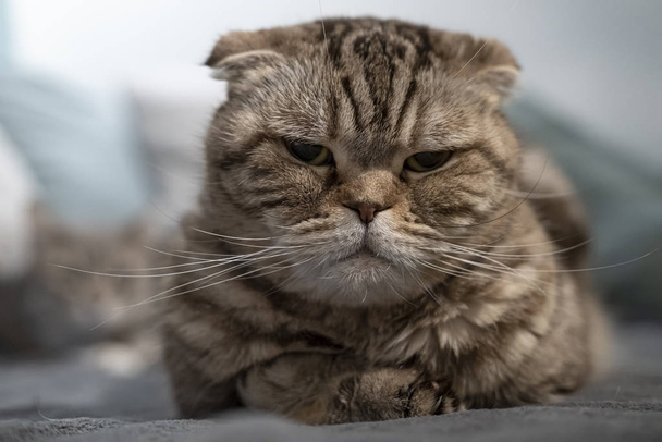 gatto insoddisfatto Scozzese Piegare guarda severamente la fotocamera, sdraiato su un plaid morbido
. - Foto, immagini
