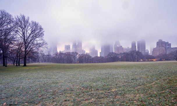 Juhok rét Central Park - Fotó, kép