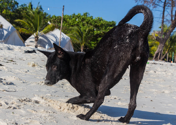 Un chien noir sur une plage blanche
 - Photo, image