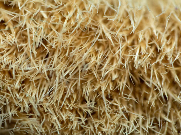 macro of brush bristles - Photo, Image