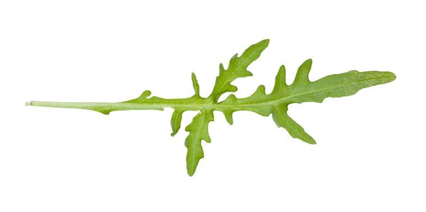 az elszigetelt Arugula növény zöld levelének hátsó oldala - Fotó, kép