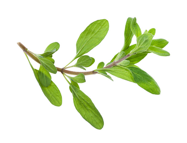 sprout of marjoram (Origanum majorana) isolated - Фото, изображение