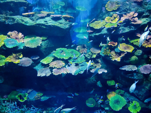 Various types of fishes in a giant aquarium - Photo, Image