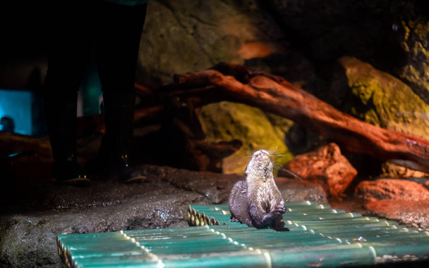 Itämainen pienikyntinen saukko / Aonyx cinerea / aasialainen pienikyntinen saukko SeaLife Ocean World Bangkokissa
 - Valokuva, kuva