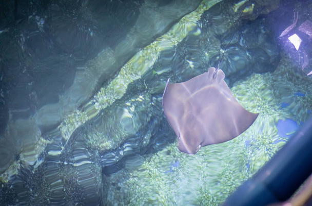 Cownose Ray pływa w błękitnych wodach w Sealife Ocean World w Bangkoku - Zdjęcie, obraz