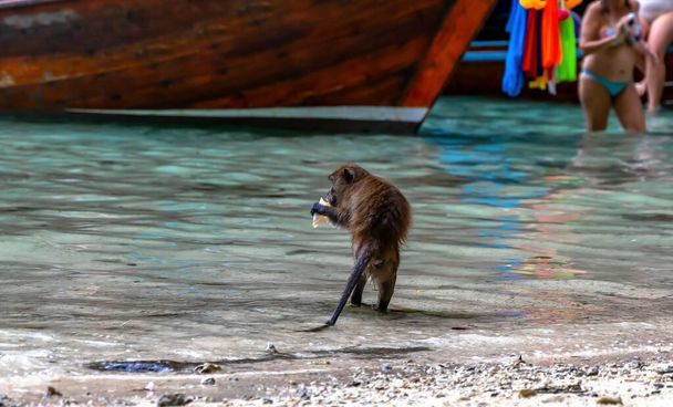 Tayland, Phi Adaları 'ndaki Maymun Sahili' nde Macak maymunları. - Fotoğraf, Görsel
