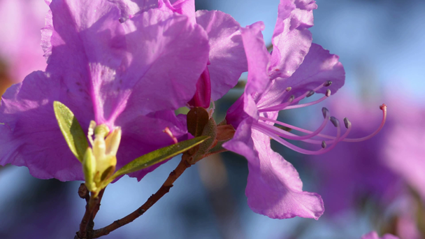 Růžové květy rododendronu proti modré obloze. Přirozené pozadí. Detailní záběr krásné růžové azalky květiny na jaře. - Záběry, video