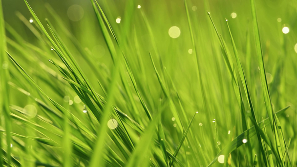 Dew drops on the grass shining in the morning rays of sun. Grass waving in the wind. Blurred Background. Green Spring Environment concept. Vibrant green grass close-up. Lush green grass close up. - Footage, Video