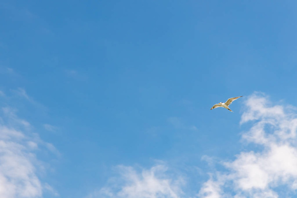 Een meeuw die tegen blauwe lucht en witte wolken vliegt. Vrije vogelvrijheid concept. Er is kopieerruimte voor tekst. - Foto, afbeelding