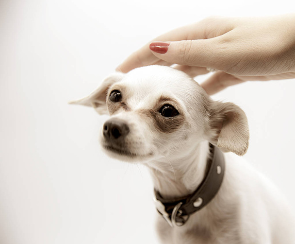 A female hand gently strokes the head of a small white dog - 写真・画像