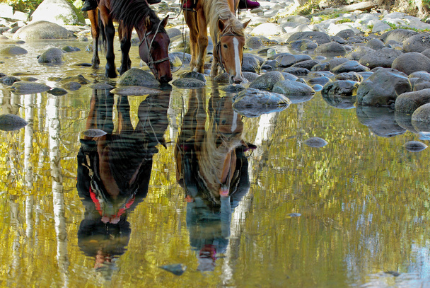 heijastus hevosten juominen
 - Valokuva, kuva