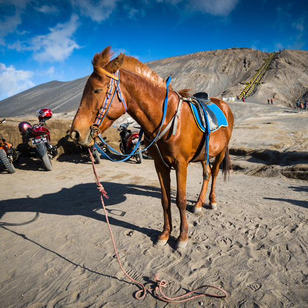 Коні для туристичних орендувати на горі бром - Фото, зображення