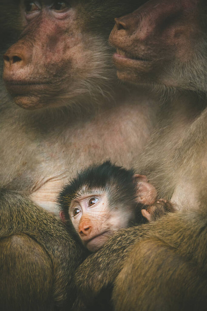 Papio hamadryas prymas rodzina mężczyzna kobieta dziecko siedzi w zoo - Zdjęcie, obraz